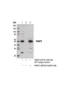 Cell Signaling Pabp2 (D6f3q) Rabbit mAb