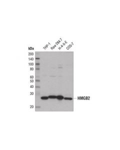 Cell Signaling Hmgb2 (D1p9v) Rabbit mAb