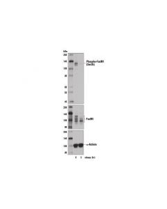 Cell Signaling Phospho-Foxm1 (Ser35) Antibody