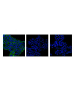 Cell Signaling Phospho-Ulk1 (Ser757) (D7o6u) Rabbit mAb