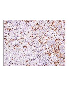 Cell Signaling Caspase-3 (D3r6y) Rabbit mAb (Ihc Formulated)
