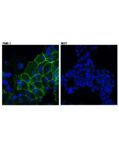 Cell Signaling N-Cadherin (13a9) Mouse mAb