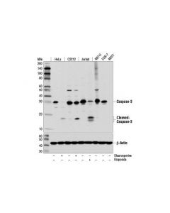 Cell Signaling Caspase-3 (D3r6y) Rabbit mAb