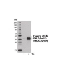 Cell Signaling Phospho-P44/42 Mapk (Erk1/2) (Thr202/Tyr204) (197g2) Rabbit mAb (Biotinylated)