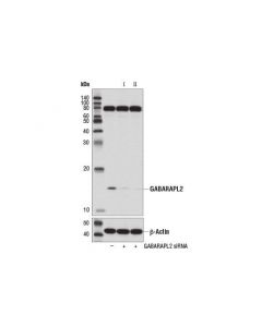 Cell Signaling Gabarapl2 (D1w9t) Rabbit mAb