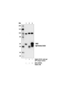 Cell Signaling Akt3 (E2b6r) Rabbit mAb