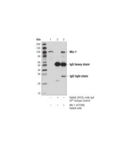 Cell Signaling Miz-1 (D7e8b) Rabbit mAb