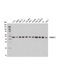 Cell Signaling Psmd11 (D1t1r) Rabbit mAb