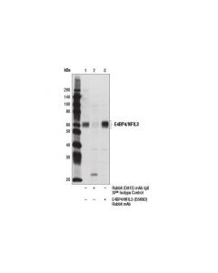 Cell Signaling E4bp4/Nfil3 (D5k8o) Rabbit mAb
