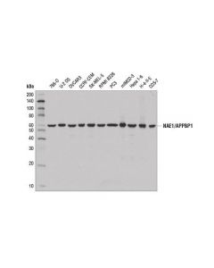 Cell Signaling Nae1/Appbp1 (D9i4z) Rabbit mAb