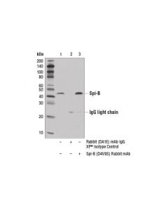 Cell Signaling Spi-B (D4v9s) Rabbit mAb