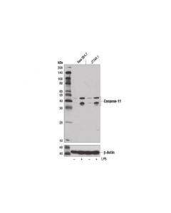 Cell Signaling Caspase-11 (17d9) Rat mAb