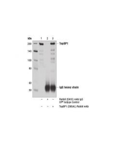 Cell Signaling Topbp1 (D8g4l) Rabbit mAb