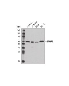 Cell Signaling Mmp-3 (D7f5b) Rabbit mAb