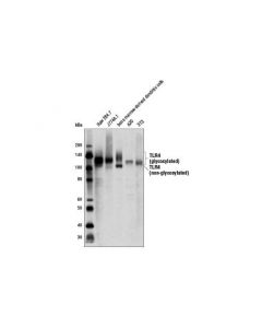 Cell Signaling Toll-Like Receptor 4 (D8l5w) Rabbit mAb (Mouse Specific)