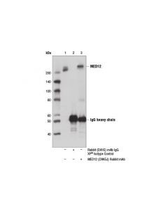 Cell Signaling Med12 (D9k5j) Rabbit mAb