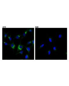 Cell Signaling Igf-Ii Receptor/Ci-M6pr (D3v8c) Rabbit mAb