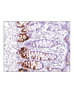 Cell Signaling Olfm4 (D1e4m) Xp Rabbit mAb