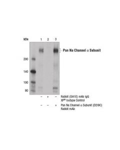 Cell Signaling Pan Na Channel Alpha Subunit (D2i9c) Rabbit mAb