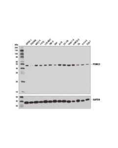 Cell Signaling Psmc2 (D5t1t) Rabbit mAb