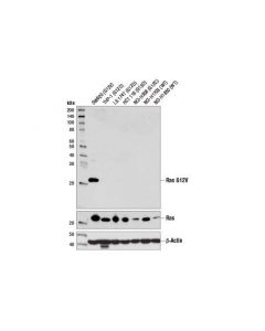 Cell Signaling Ras (G12v Mutant Specific) (D2h12) Rabbit mAb