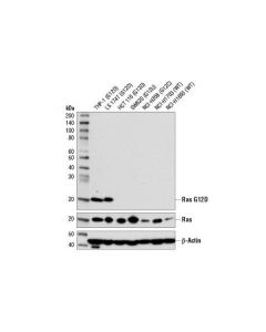 Cell Signaling Ras (G12d Mutant Specific) (D8h7) Rabbit mAb