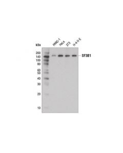 Cell Signaling Sf3b1 (D7l5t) Rabbit mAb