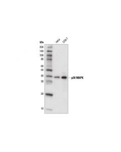 Cell Signaling P38 Mapk (D13e1) Xp  Rabb