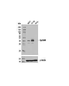 Cell Signaling EpCAM (D9S3P) Rabbit mAb