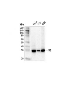 Cell Signaling S6 Ribosomal Protein (5g10) Rabbit mAb (Hrp Conjugate)