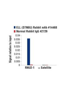 Cell Signaling Ell (D7n6u) Rabbit mAb