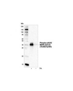 Cell Signaling Phospho-P44/42 Mapk (Erk1/2) (Thr202/Tyr204) (197g2) Rabbit mAb (Hrp Conjugate)