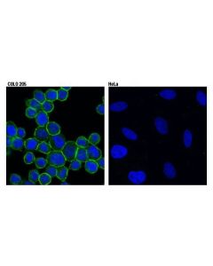 Cell Signaling Dog1/Anoctamin 1 (D1m9q) Rabbit mAb