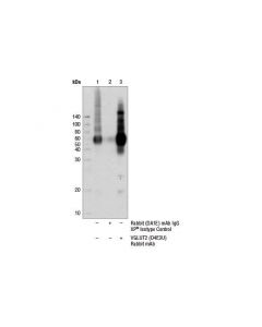 Cell Signaling Vglut2 (D4e3u) Rabbit mAb