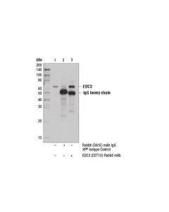 Cell Signaling Edc3 (D2t7u) Rabbit mAb