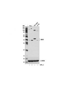 Cell Signaling Oas1 (D1w3a) Rabbit mAb