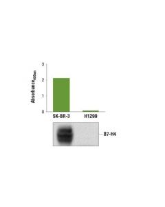Cell Signaling Pathscan  Total B7-H4 Sandwich Elisa Kit