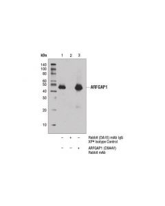 Cell Signaling Arfgap1 (D9a4v) Rabbit mAb
