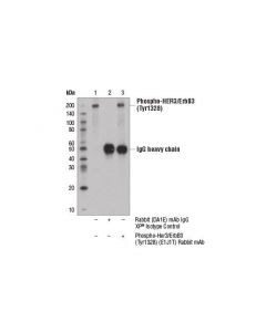Cell Signaling Phospho-Her3/Erbb3 (Tyr1328) (E1j1t) Rabbit mAb