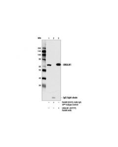 Cell Signaling Ubqln1 (D3t7f) Rabbit mAb