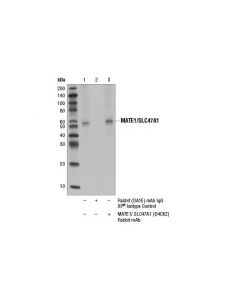 Cell Signaling Mate1/Slc47a1 (D4c6z) Rabbit mAb
