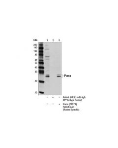 Cell Signaling Puma (E1s7a) Rabbit mAb (Rodent Specific)