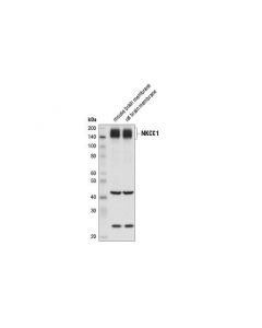 Cell Signaling Nkcc1 Antibody (Rodent Specific)
