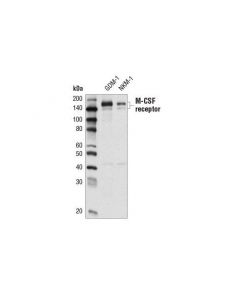 Cell Signaling Csf-1r/M-Csf-R (E7s2s) Rabbit mAb