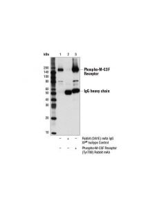 Cell Signaling Phospho-Csf-1r/M-Csf-R (Tyr708) (D5f4y) Rabbit mAb