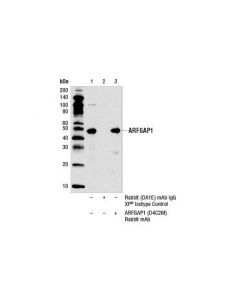 Cell Signaling Arfgap1 (D4c2m) Rabbit mAb