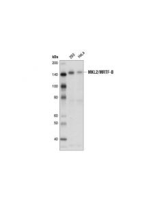 Cell Signaling Mkl2/Mrtf-B Antibody