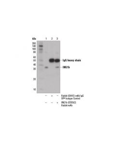 Cell Signaling Ing1b (D3d5z) Rabbit mAb