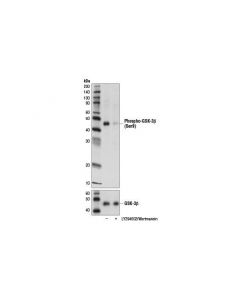 Cell Signaling Phospho-Gsk-3beta (Ser9) (D2y9y) Mouse mAb