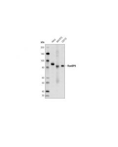 Cell Signaling Ranbp9 (D8m8d) Rabbit mAb
